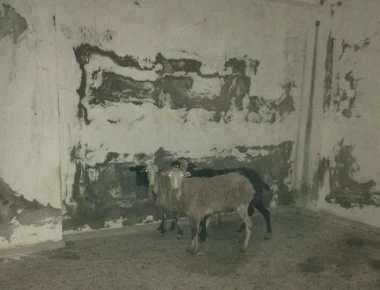 Απίστευτες εικόνες στη Χερσόνησο - Βασάνιζε πρόβατα σε εγκαταλελειμμένο κτίριο (φωτο)